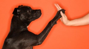 Smartdog digital need a helping paw