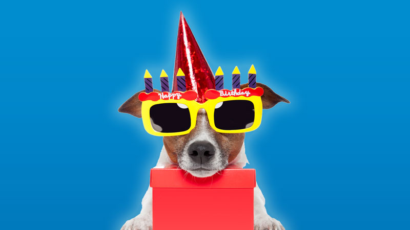 Happy 1st Birthday Smartdog